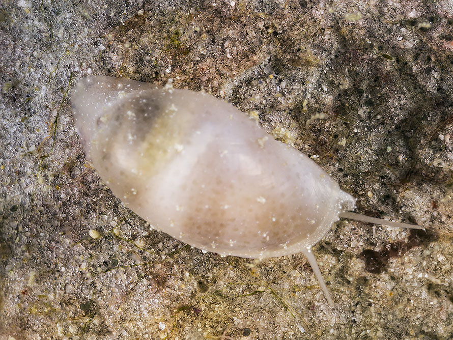 Marginellidae 01